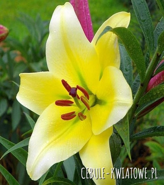 Lilia Drzewiasta Gold Class  1 szt