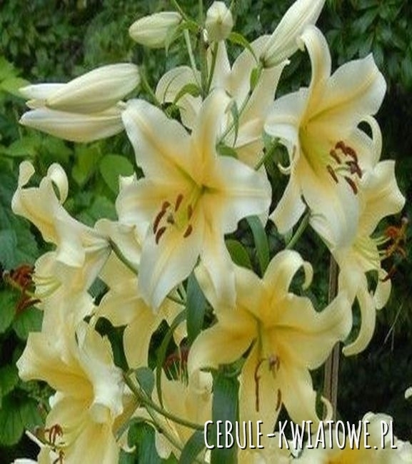 Lilia Drzewiasta Late Morning1 szt