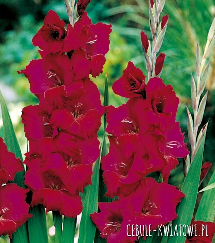 Gladiolus Mieczyk Wielkokwiatowy Plum Tart 5 szt.