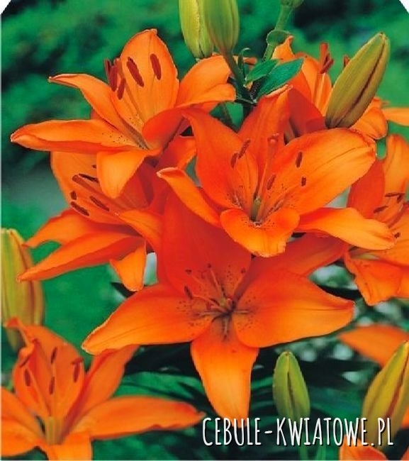 Lilia Azjatycka Apeldoorn 1 szt z kiełkami