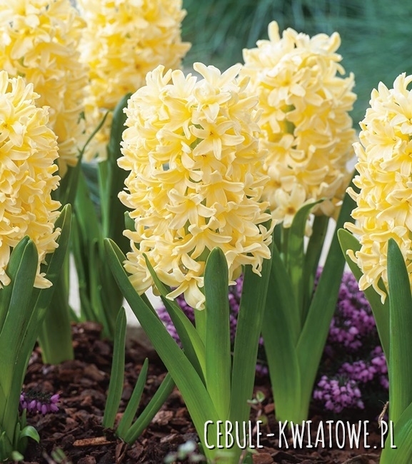 Hiacynt Gipsy Princess 16/18 3 szt.