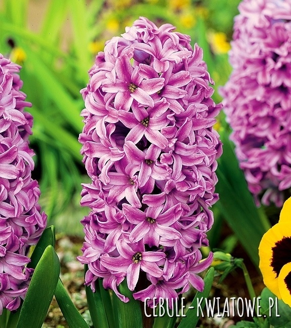 Hiacynt Aladdin 16/18 3 szt.