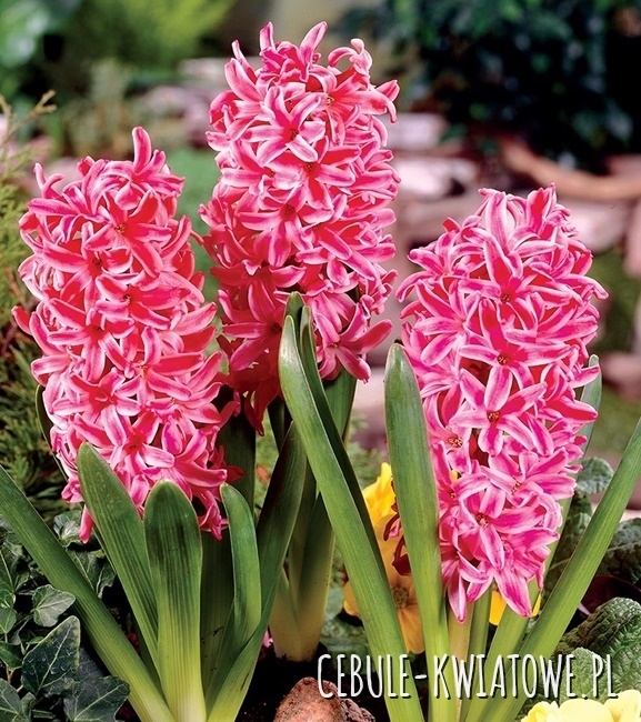 Hiacynt Eros 17/18 1 szt.