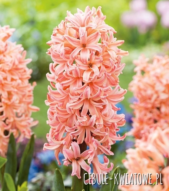 Hiacynt Odysseus 16/18 3 szt.