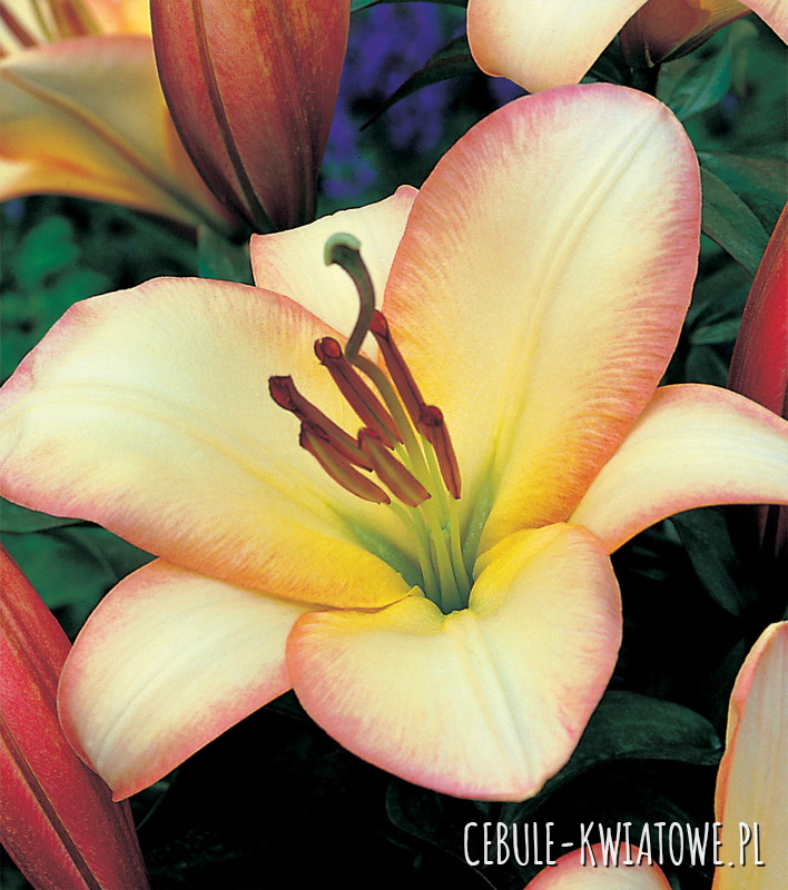 Lilia Orientalna Boogie Woogie 1 szt.