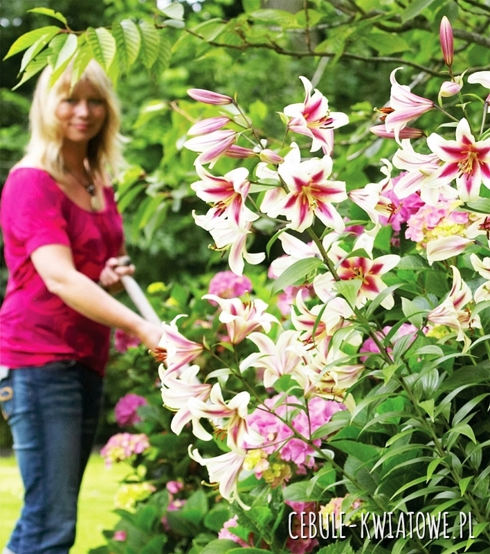 Lilia Drzewiasta Altari 1 szt.