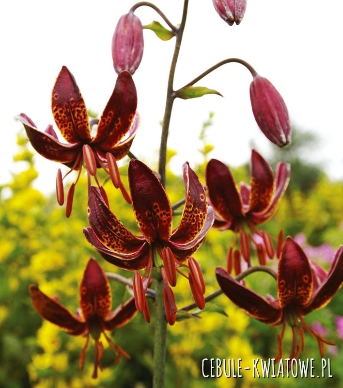 Lilia Martagon Maroon King 1 szt.