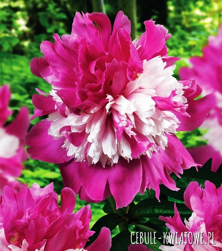 Piwonia Celebrity 1 szt.