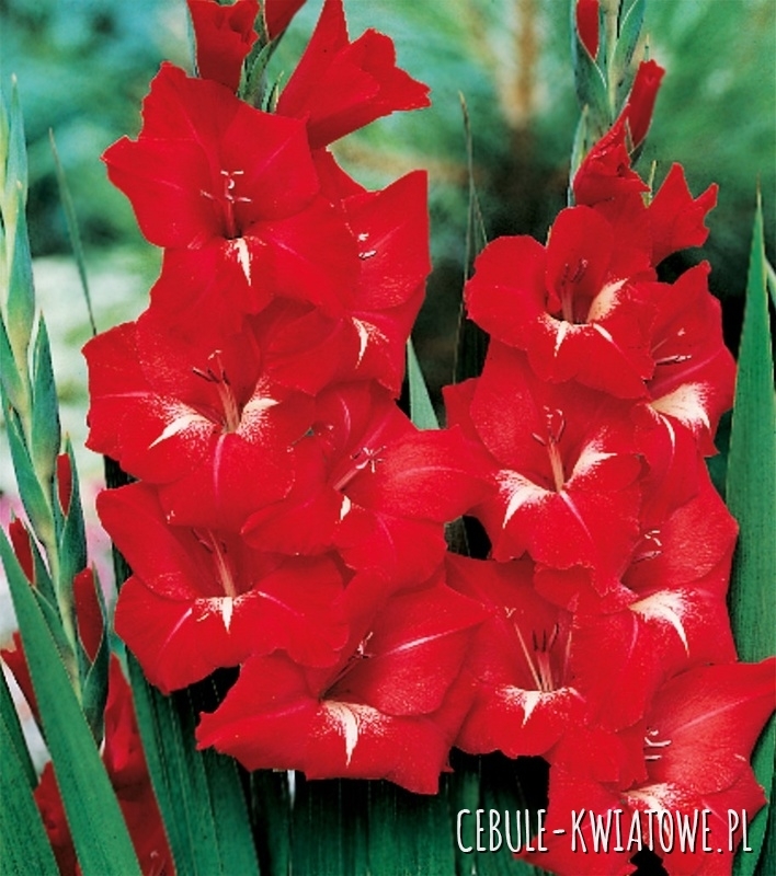Gladiolus Mieczyk Wielkokwiatowy Traderhorn 5 szt.