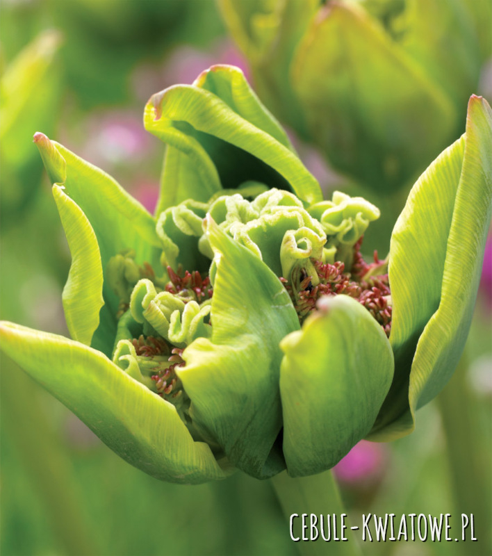 Tulipan Ekskluzywny Green Bizarre 5 szt.