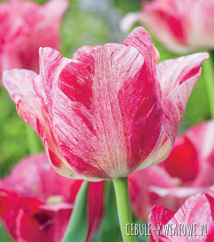 Tulipan Ekskluzywny Hemisphere 5 szt.