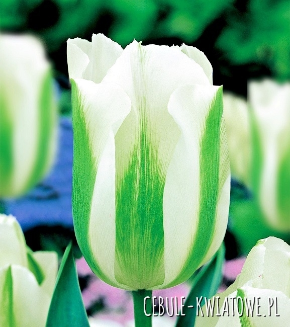 Tulipan Ekskluzywny Green Spirit 5 szt.