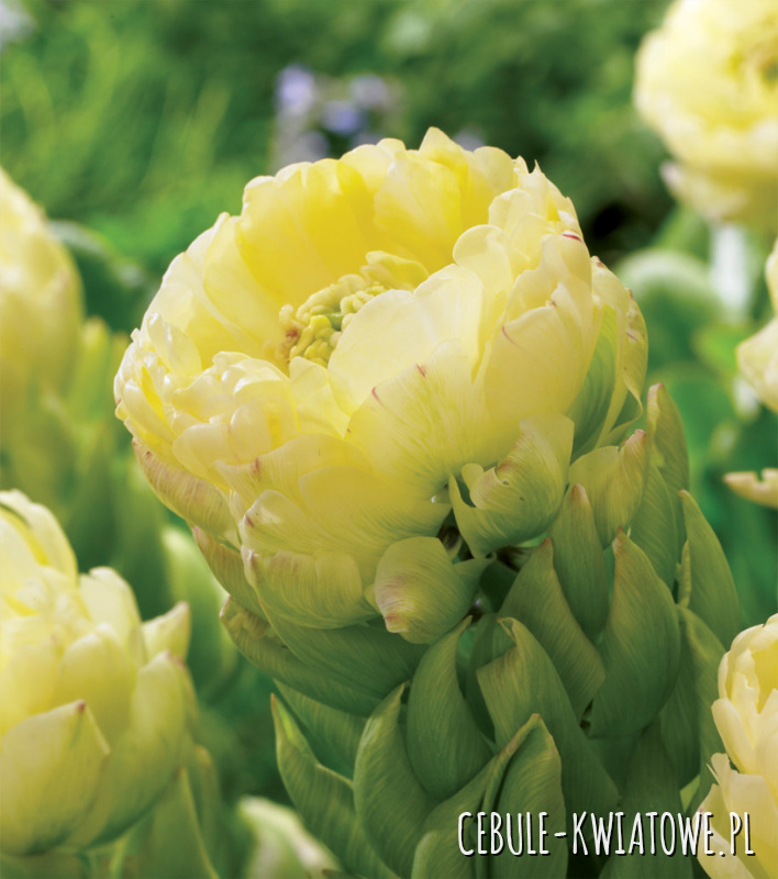 Tulipan Lodowy Brooklyn 5 szt.