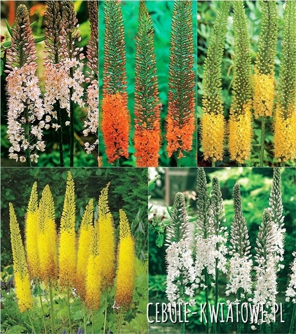 Zestaw Eremurus-Pustynnik I wybór