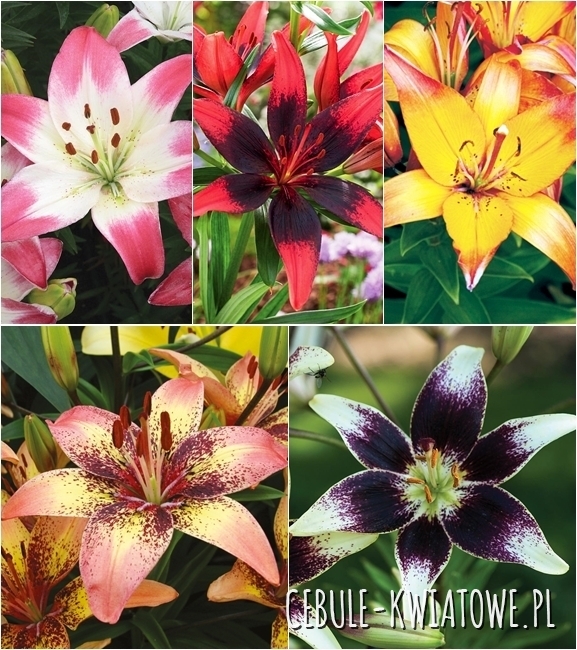 Zestaw Lilia Azjatycka Dwukolorowa 1