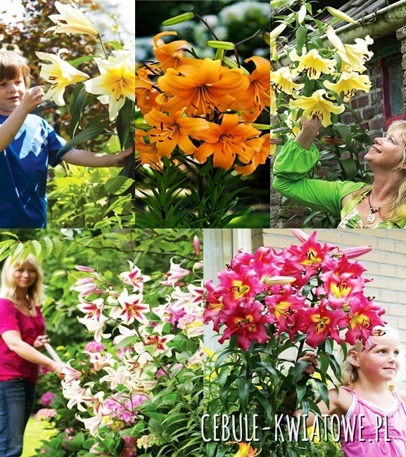 Zestaw Lilia Drzewiasta 3