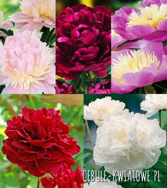 Zestaw Piwonia 4 I wybór