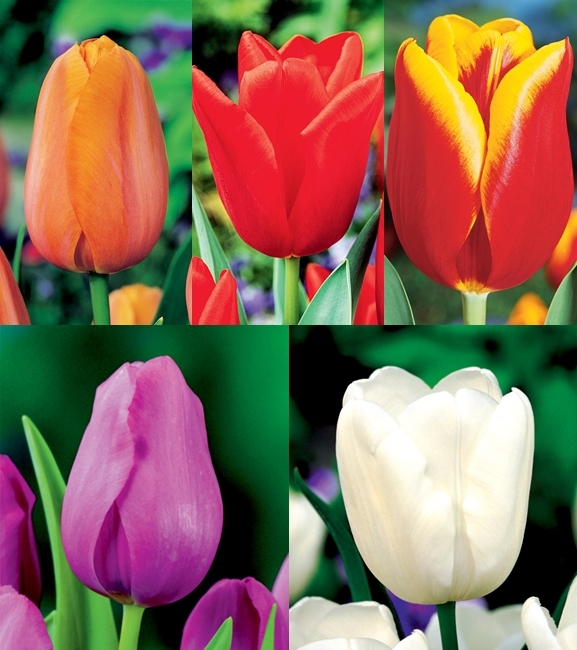 Zestaw Tulipan Triumph 2