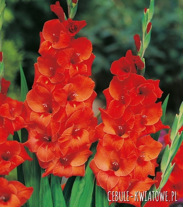 Gladiolus Mieczyk Wielkokwiatowy Wig s Sensation 5 szt.