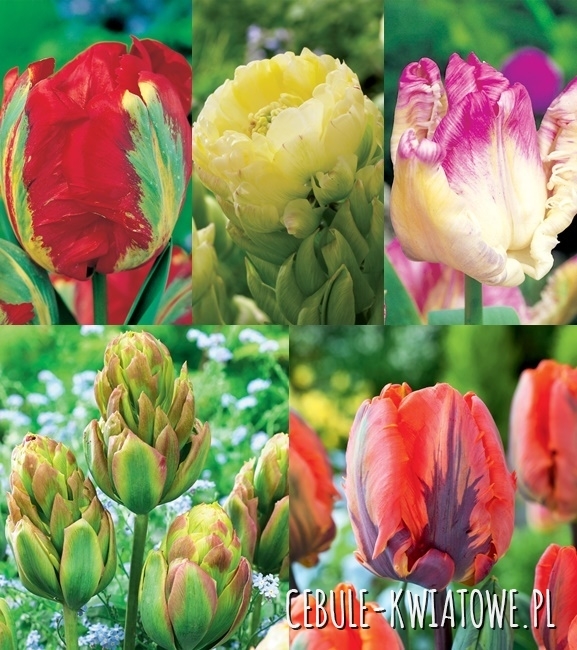 Zestaw Tulipan Ekskluzywny 3