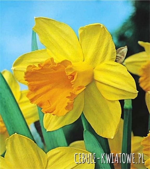 Żonkil Tradycyjny 50 szt