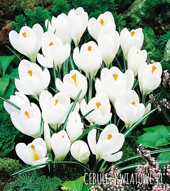 Krokus Biały 50 szt