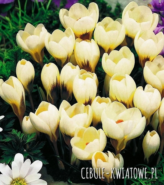 Krokus Kremowy 50 szt