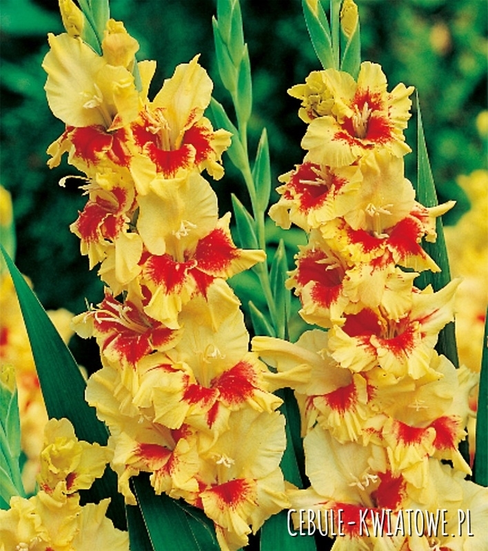 Gladiolus Mieczyk Wielkokwiatowy Yester 5 szt.