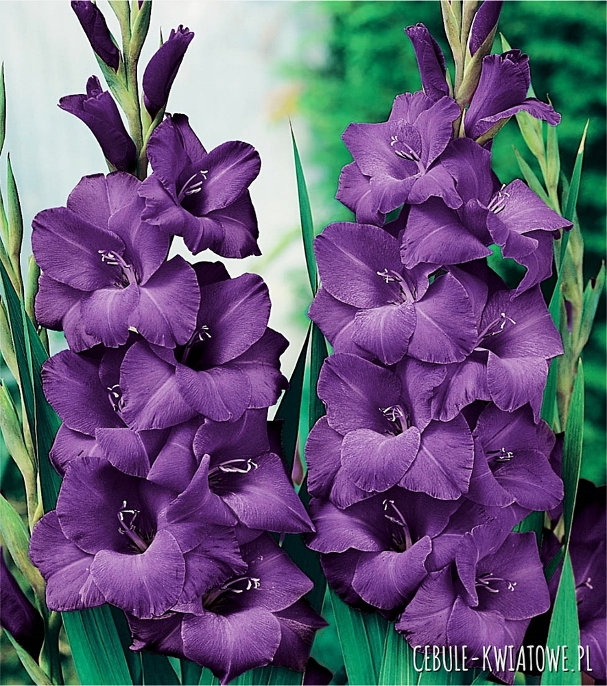 Gladiolus Mieczyk Wielkokwiatowy Purple Flora 5 szt.
