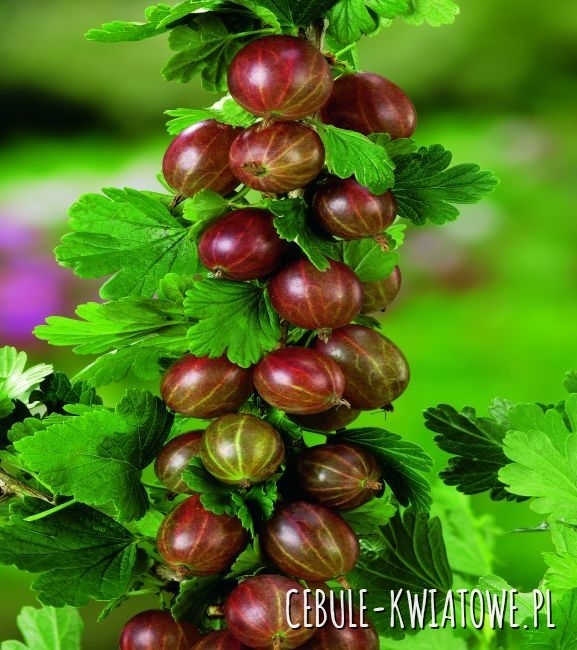 Agrest Czerwony - Doniczka 1 szt.