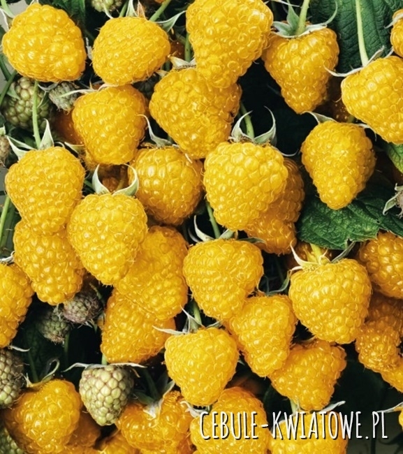 Malina Żółta 1 szt.