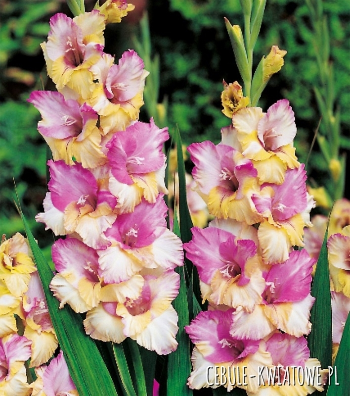 Gladiolus Mieczyk Wielkokwiatowy Mon Amour 5 szt.
