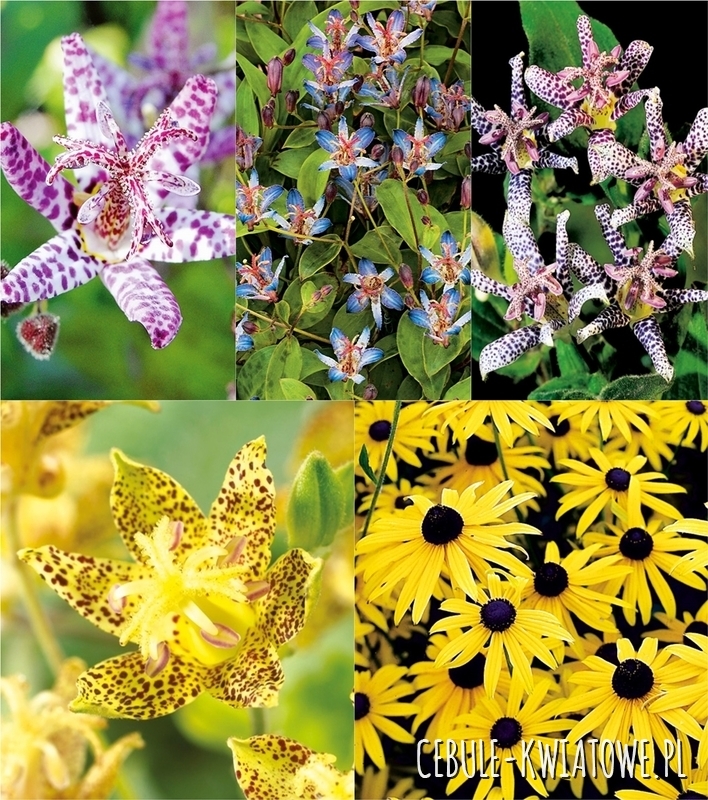 Zestaw Trójsklepka-Tricytris I wybór