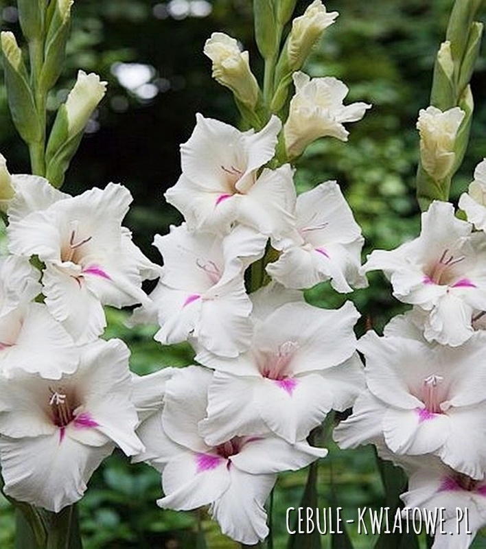 Gladiolus Mieczyk Wielkokwiatowy Claudy 5 szt.