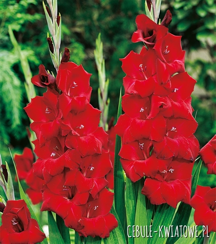 Gladiolus - Mieczyk Wielkokwiatowy Magma 5 szt.