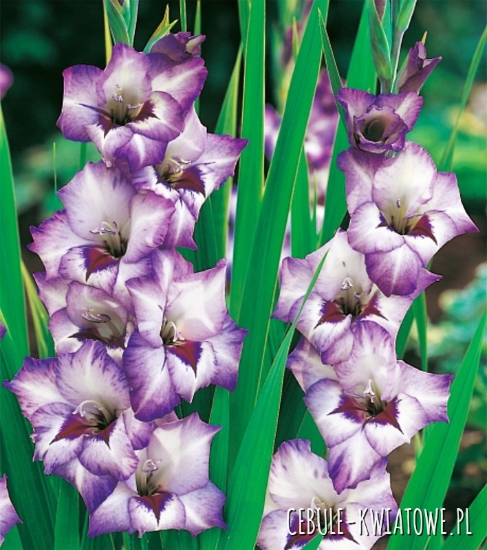 Gladiolus - Mieczyk Wielkokwiatowy Vista 5 szt.