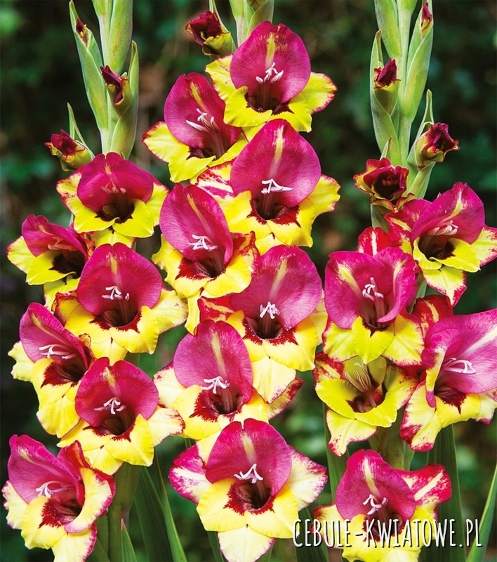 Gladiolus - Mieczyk Wielkokwiatowy Vasto 5 szt.