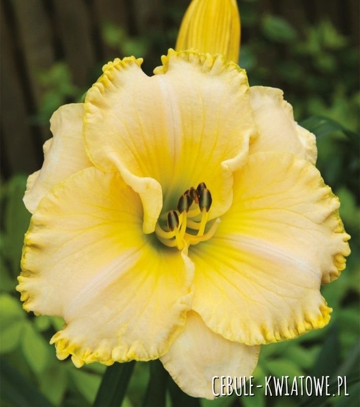 Hemerocallis - Liliowiec Villa Vanilla 1 szt.