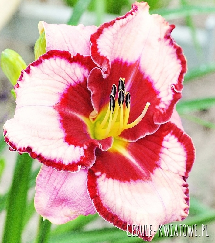 Hemerocallis - Liliowiec Lies & Lipstick 1 szt.