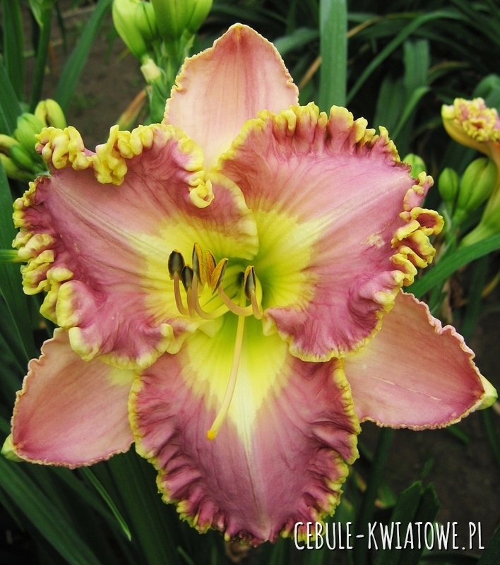 Hemerocallis - Liliowiec Lavender Tutu 1 szt.