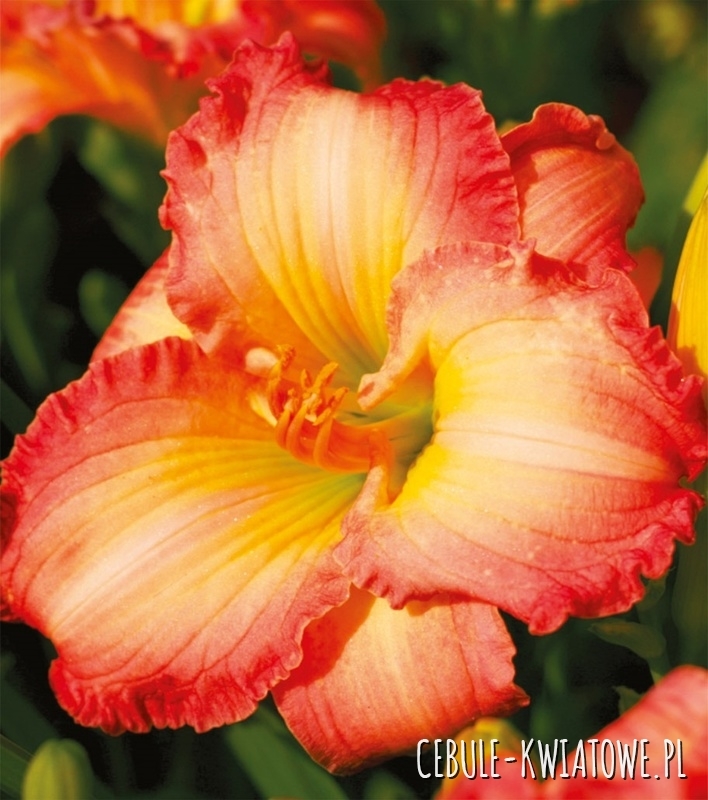 Hemerocallis - Liliowiec Frosted Vintage Ruffle 1 szt.