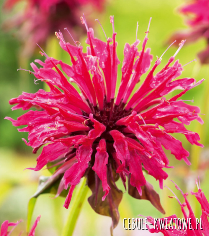 Monarda - Pysznogłówka Balmy Lilac 1 szt.