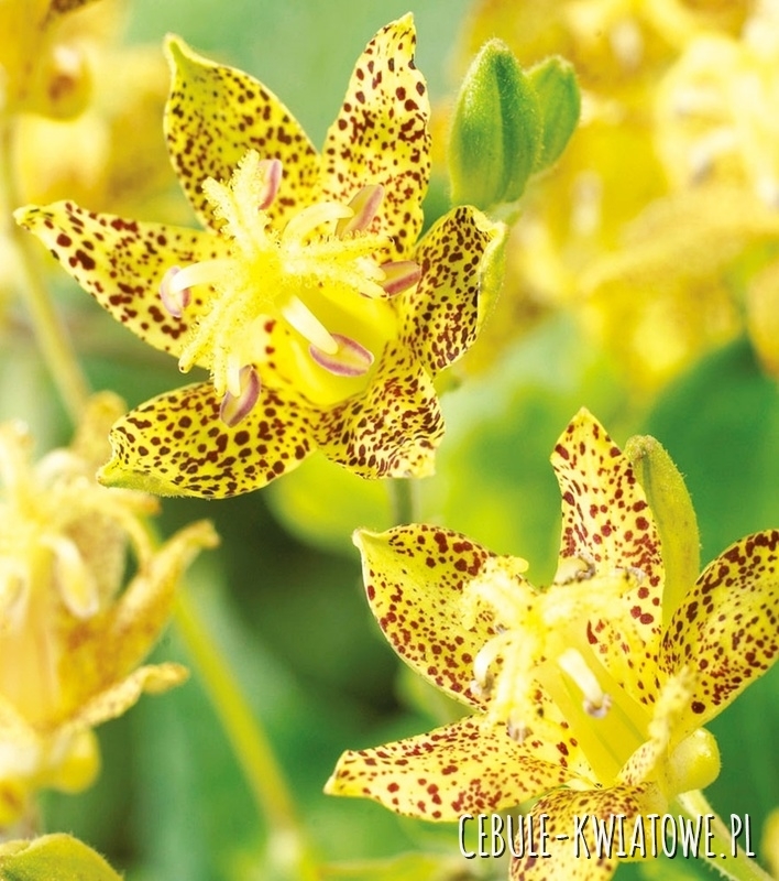 Tricytris Hybride Golden Festival - Trójsklepka 1 szt.