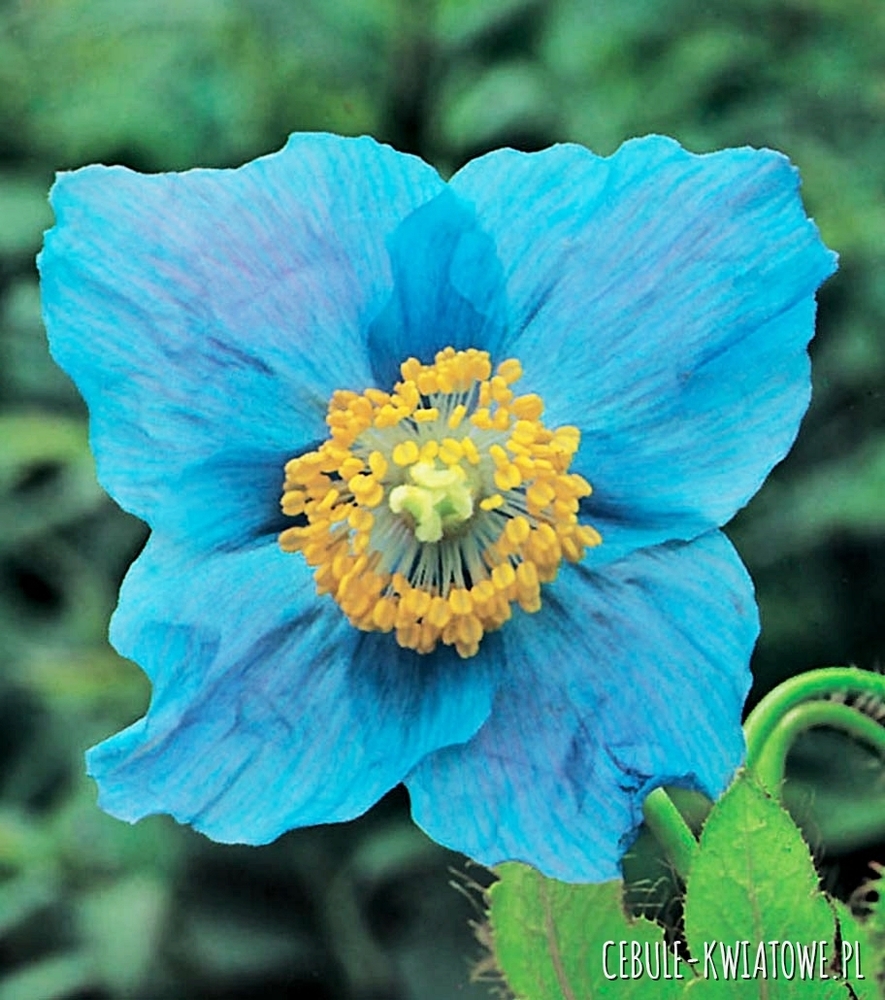 Mak niebieski - Meconopsis Betonicifolia 1 szt.