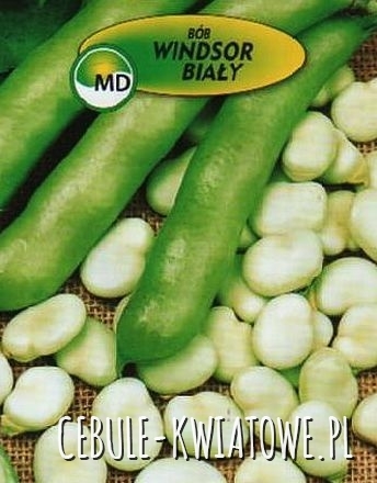 Bób Windsor Biały 50g