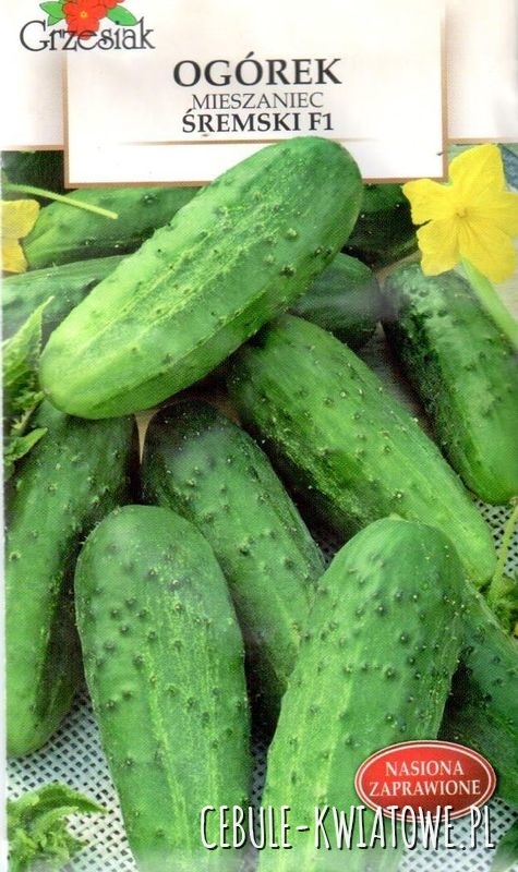 Ogórek Śremski 5g