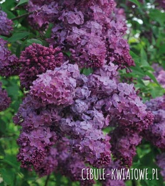 Lilak Congo doniczka