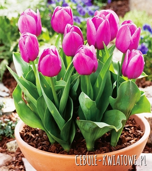 Tulipan Doniczkowy Baby Blue 5 szt.