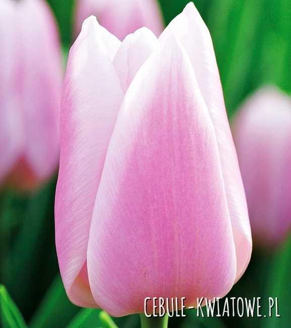 Tulipan na kwiat cięty Gabriella 5 szt.