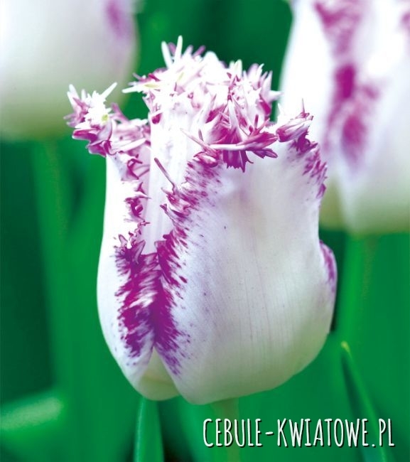 Tulipan Strzępiasty Aria Card 5 szt.